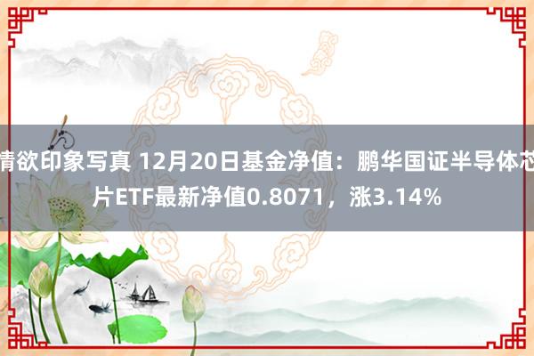 情欲印象写真 12月20日基金净值：鹏华国证半导体芯片ETF最新净值0.8071，涨3.14%
